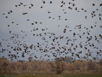 Imports - 4 of 8 : Central Valley, Birds, Birding, Winter